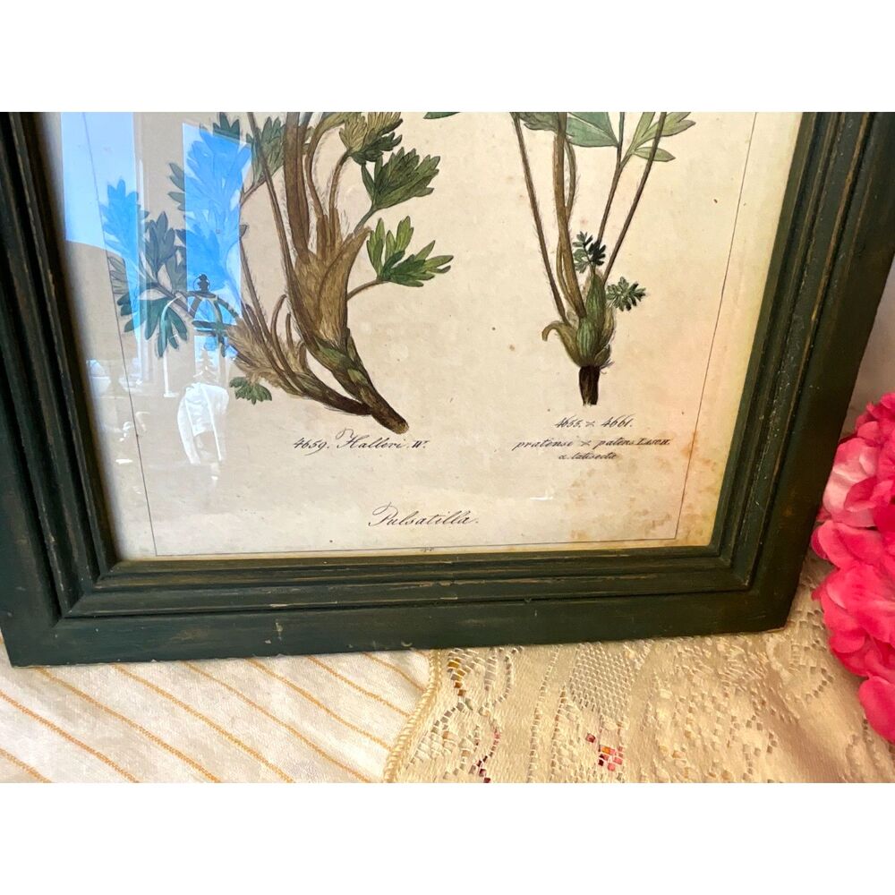 Antique botanical illustration Pulsatilla plant Pasque flower - Picture 5 of 7